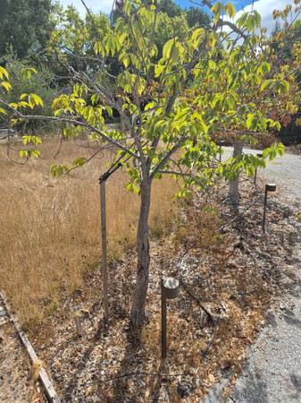Cherry tree 1