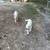 Free puppies 4 thumbnail