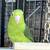 Parrolet 2 thumbnail