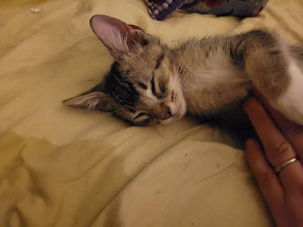 Free kitte (Long Beach)63953815843971122