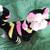 Whimsy Cat 7 thumbnail