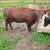 Dexter herd 8 thumbnail