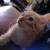 ORANGE TABBY KITTEN 3 thumbnail
