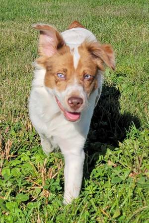 Tiana is a Mini Aussie looking for love (Media Pa)63966859490563123