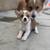 Corgi for Rehoming 4 thumbnail