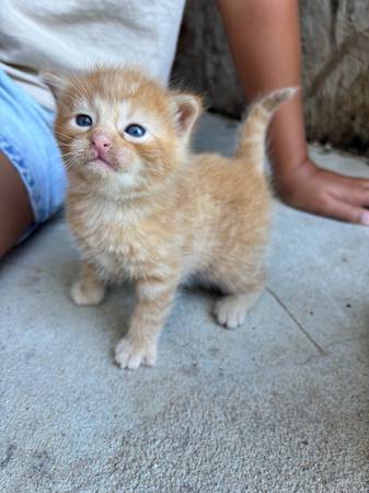 Gatito naranja macho (Pisgah Iowa)63832027832065121