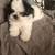 Shorkie Puppies 1 thumbnail