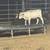 Heifers 4 thumbnail