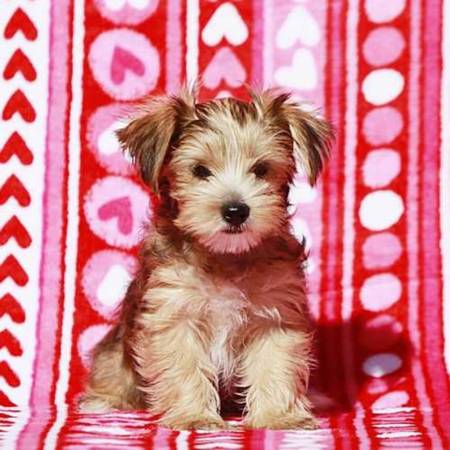 Small terrier needs home (San Francisco)