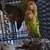 Lovebirds 10 thumbnail