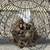 Vintage Bird Cage 35" Wood Wire Victorian Balloon Top BIRD CA 2 thumbnail