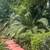 Affordable Falling Tree Cutting~Tree Trimming~Bush Hog~Lot Clean Up~ 5 thumbnail