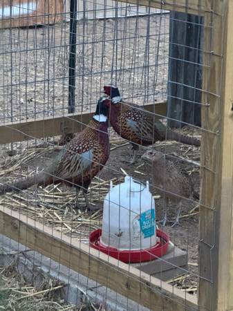 Ring neck Pheasant 1