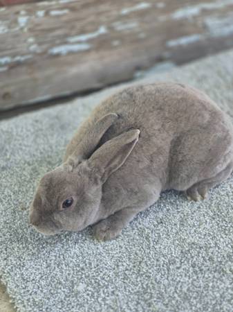 Mini rex rabbit (Muskegon)63910107230338121