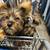 3 female Yorkie puppies 3 thumbnail