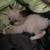 Ragdoll Kittens 2 thumbnail