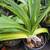 South African wide tongue succulents and other succulents 20 thumbnail