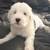 Old English Sheepdog Puppies 3 thumbnail