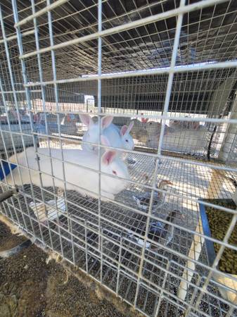 Rabbit - $50 (Van Nuys)63470806062595124