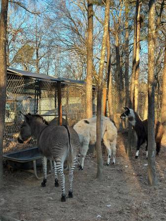 Zonkey, and Llamas 1
