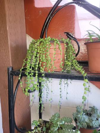 String Of Pearls Plant 1