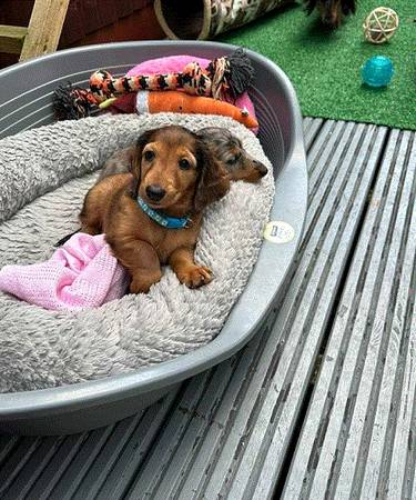 Male Healthy puppy 1