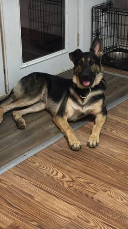 Pastor alemán macho $200 (Elizabethton)63908671720451124