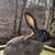 Flemish giant mix bunnies 22 thumbnail