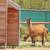 Animal Keeper At Alpine Acres Sanctuary Farm 14 thumbnail