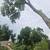 Antonio Tree Service Omaha 11 thumbnail