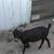 Nigerian Dwarf Mix Does 1 thumbnail