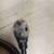 Stove Cord 2 thumbnail