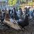 Pigeons 2 thumbnail