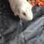 Guinea pigs 1 thumbnail
