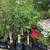 Fruit trees Apple, Pear, Peach . 8 thumbnail
