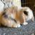 Holland lop baby bunnies 7 thumbnail