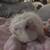 Male guinea pig 1 thumbnail