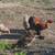 Brahma chickens 2 thumbnail