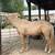 Palomino gelding 3 thumbnail