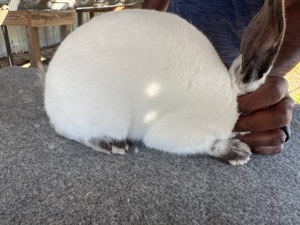 Rabbit Breeding Startup Setup. Californian Show Rabbits 1