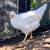 White Olive Egger Pullets 3 thumbnail