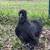 Black silkies 6 months 4 thumbnail