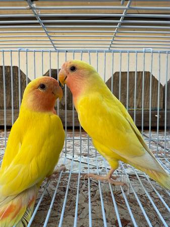 LOVEBIRDS TAMED (san jose east)63861571926913120