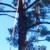 🔴🌳TREE REMOVAL-PALM TREE SERVICE-TREE TRIM TRIMMING-TREE REMOVAL 7 thumbnail