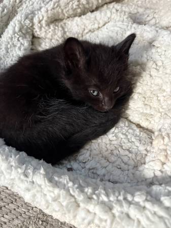 Kittys63911483553923123