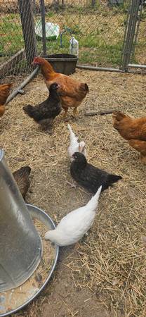 Gallinas jóvenes Orpington chocolate de 5 meses - $40 (Oakdale)63470291006849124