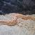 Hognose snake 3 thumbnail
