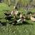 Moving Sale, All female ducks, BUY 1 GET 1 FREE 2 thumbnail