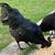 Ayam cimani chickens 2 thumbnail