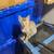 Kittens need new home! 8 thumbnail